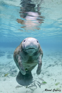 Crystal River encounter by Raoul Caprez 